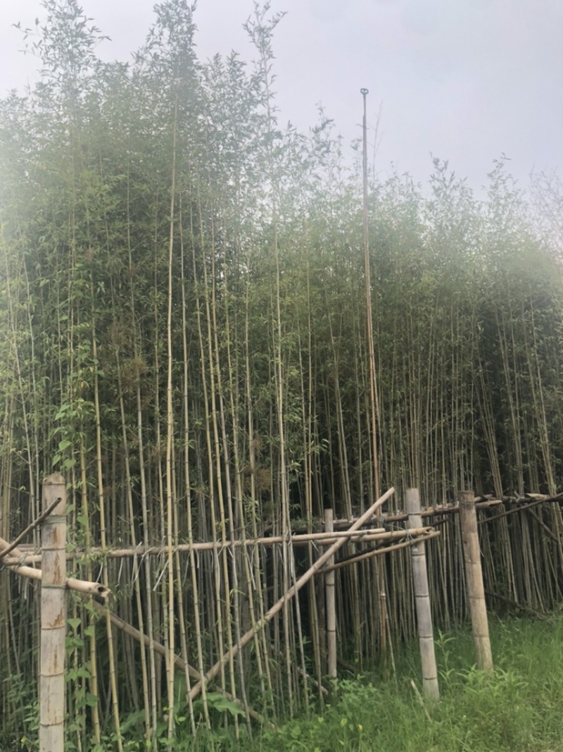 绿化苗木，刚竹，规格2到8米。货漂亮。