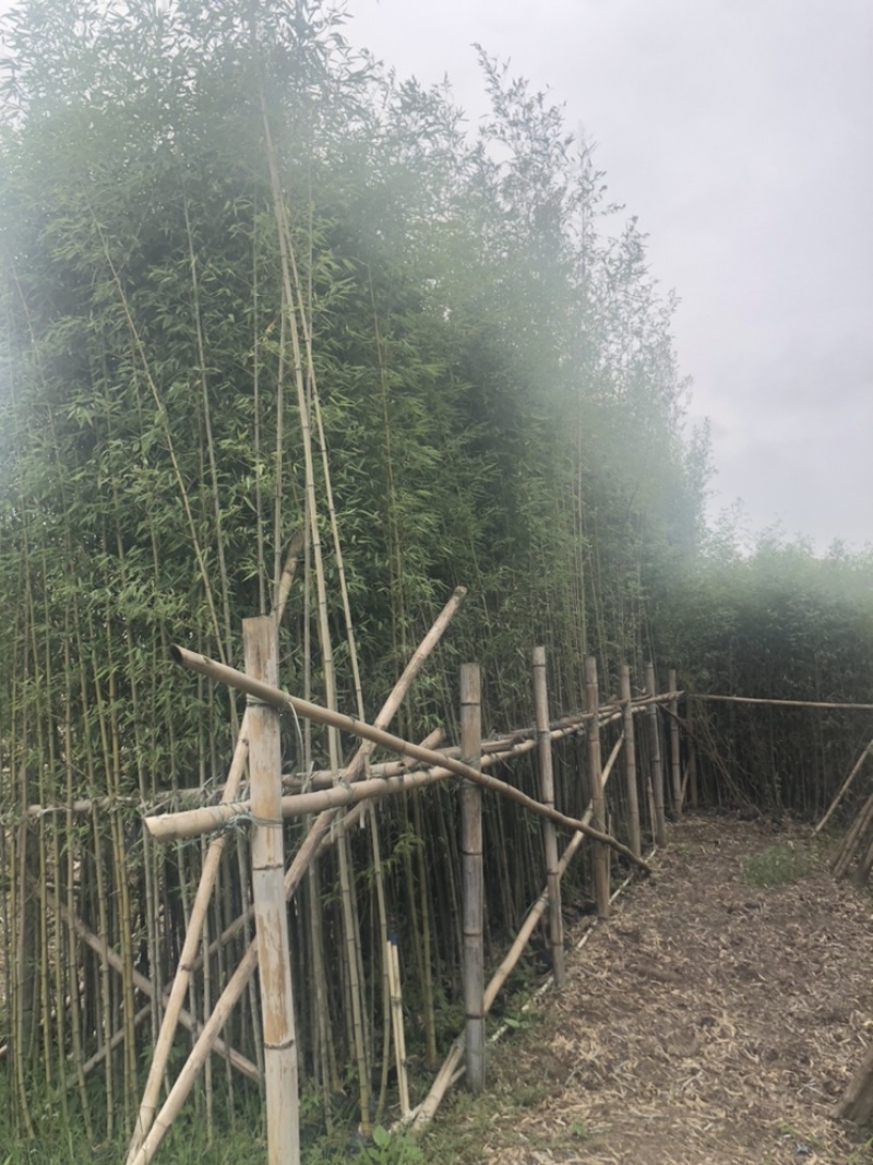 绿化苗木，刚竹，规格2到8米。货漂亮。