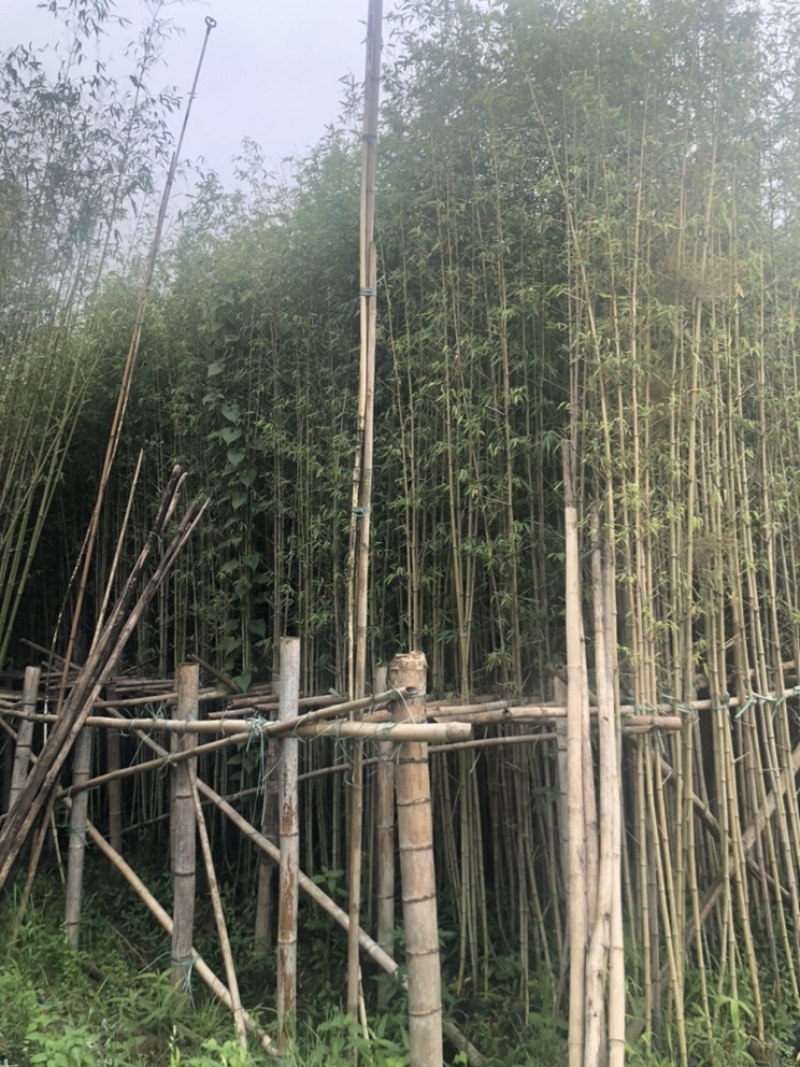 绿化苗木，刚竹，规格2到8米。货漂亮。