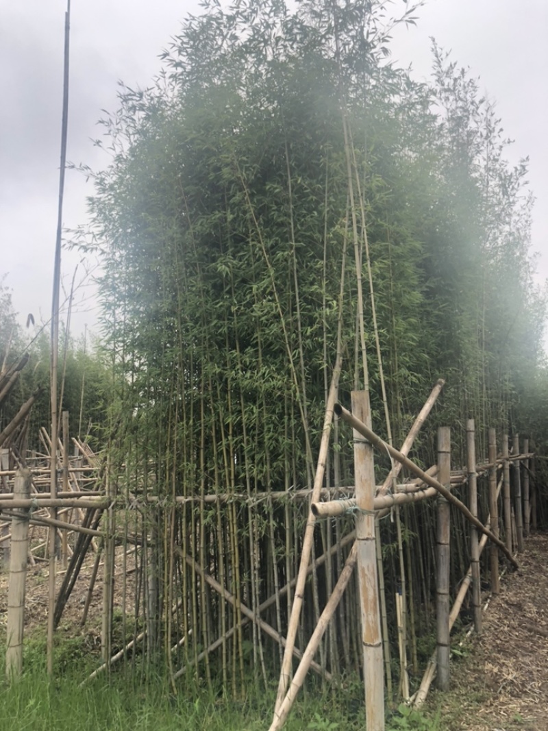 绿化苗木，刚竹，规格2到8米。货漂亮。