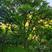 河北黄连木基地大规格造型彩叶绿化树，河北本地原生黄连木