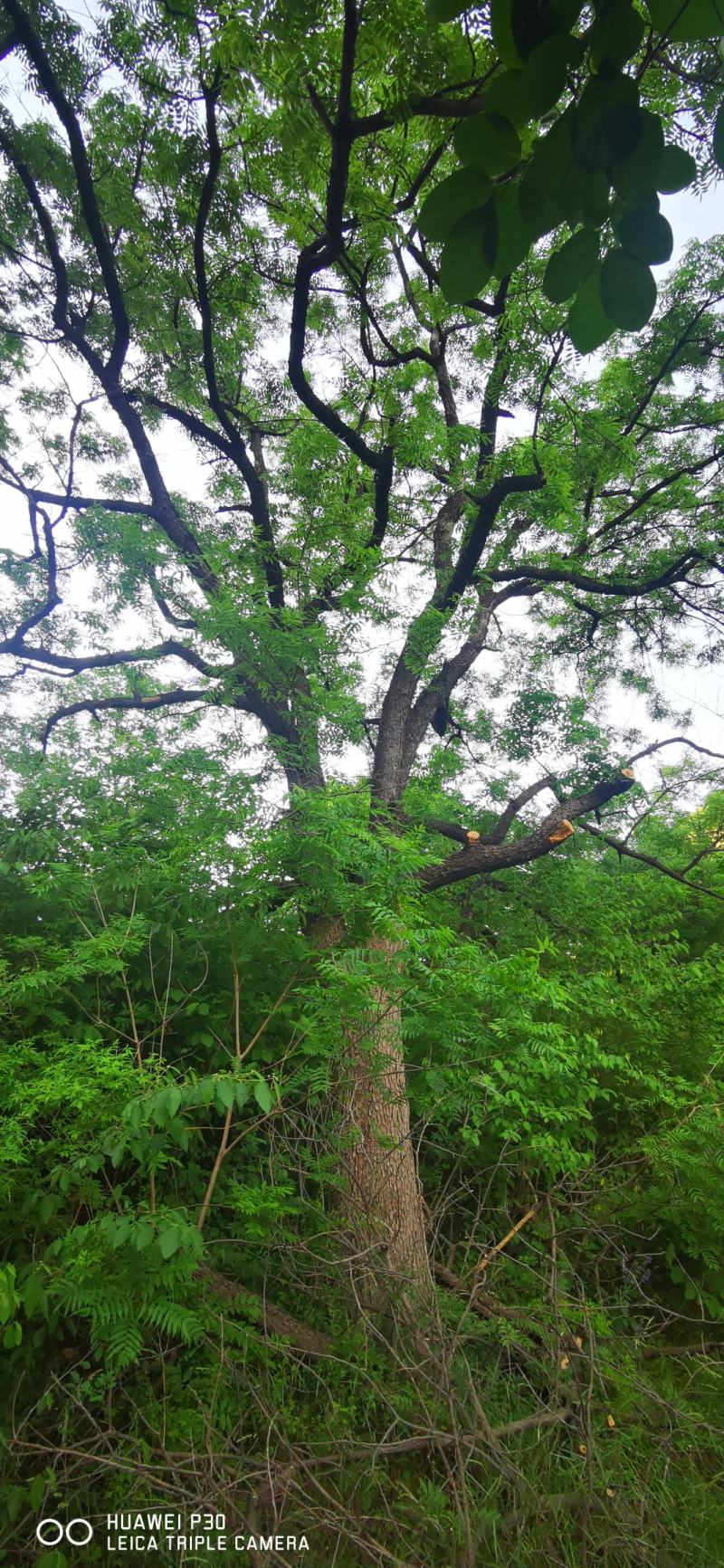 河北黄连木基地大规格造型彩叶绿化树，河北本地原生黄连木