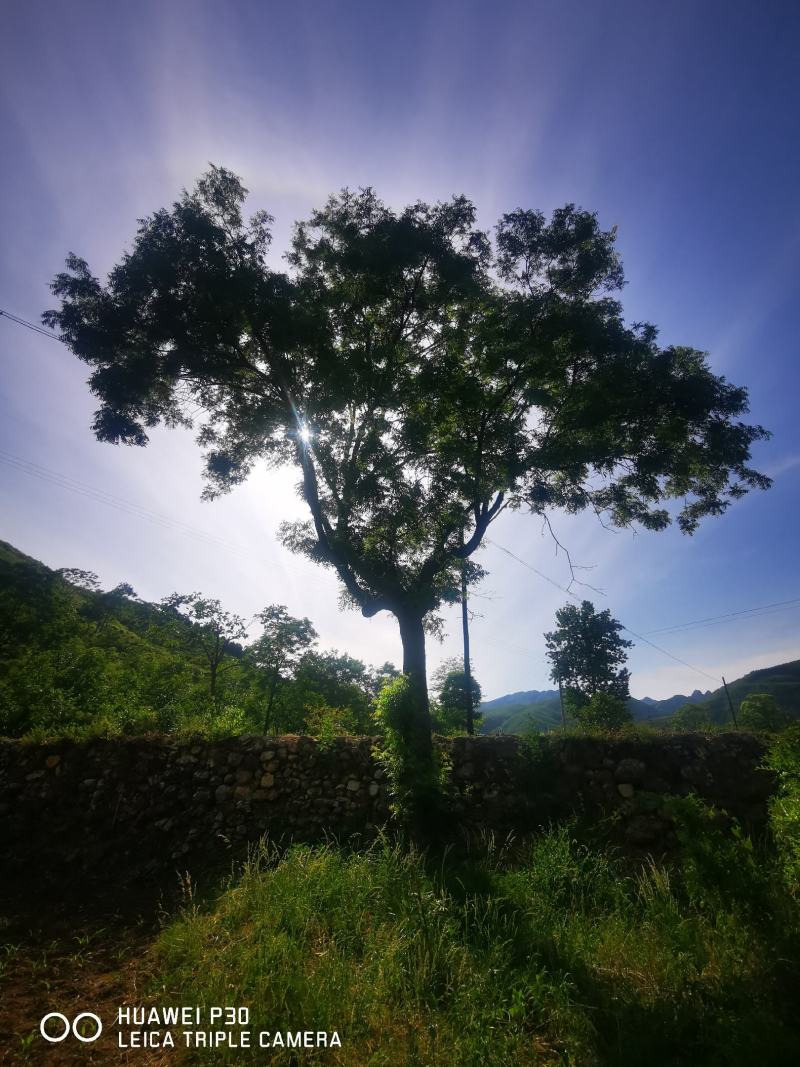 河北黄连木基地大规格造型彩叶绿化树，河北本地原生黄连木