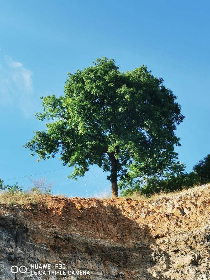 河北黄连木基地大规格造型彩叶绿化树，河北本地原生黄连木