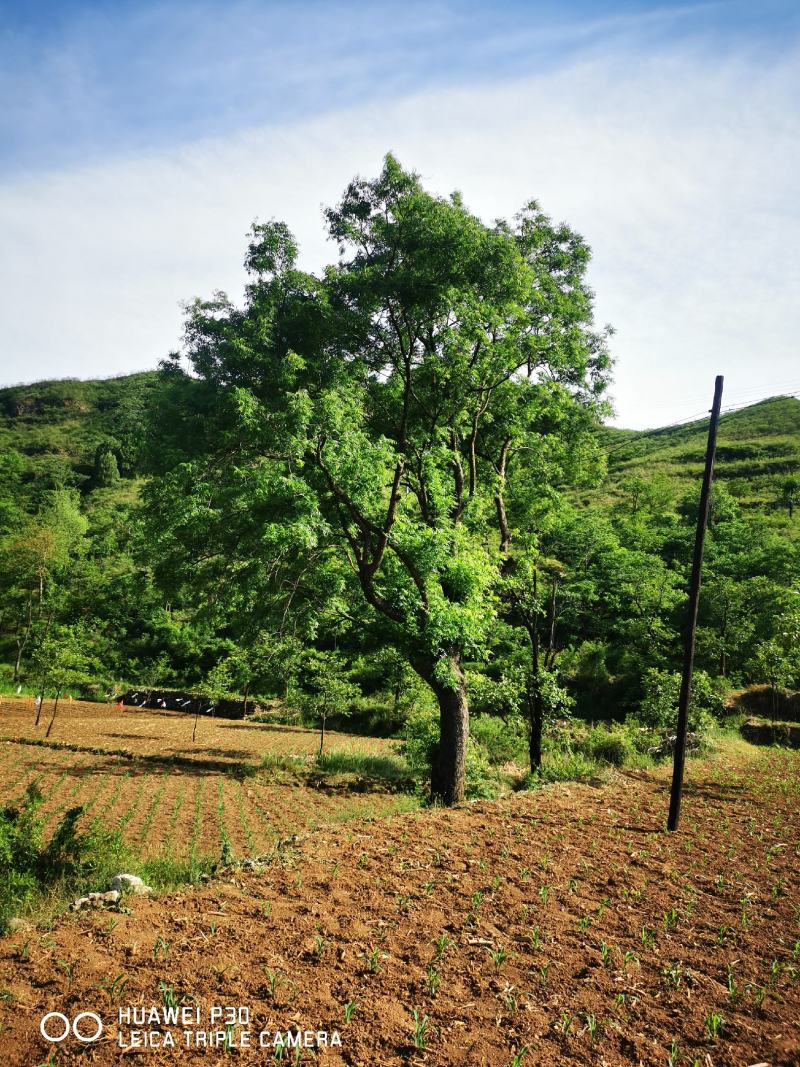 河北黄连木基地大规格造型彩叶绿化树，河北本地原生黄连木