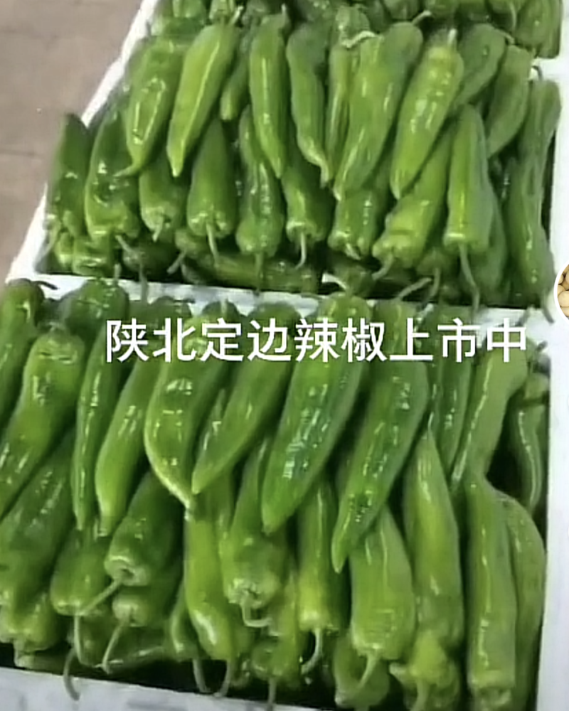 辣椒