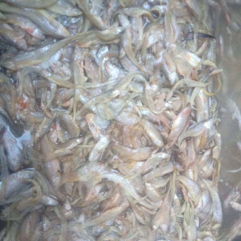 小毛刀鱼鱼小，小毛刀鱼