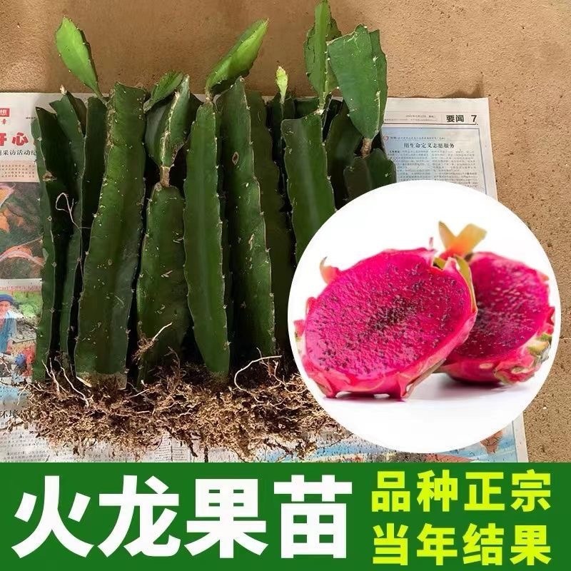 南北方果树苗火龙果苗嫁接燕窝红心火龙果苗阳台庭院盆栽地栽