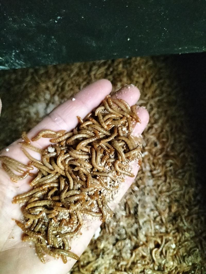 黄粉虫沙