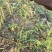 百蕊草种子大量现货，价格优惠欢迎各位老板前来选购