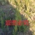 百蕊草种子大量现货，价格优惠欢迎各位老板前来选购