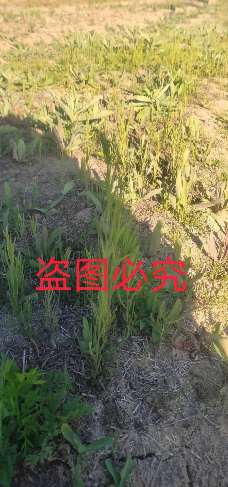 百蕊草种子大量现货，价格优惠欢迎各位老板前来选购