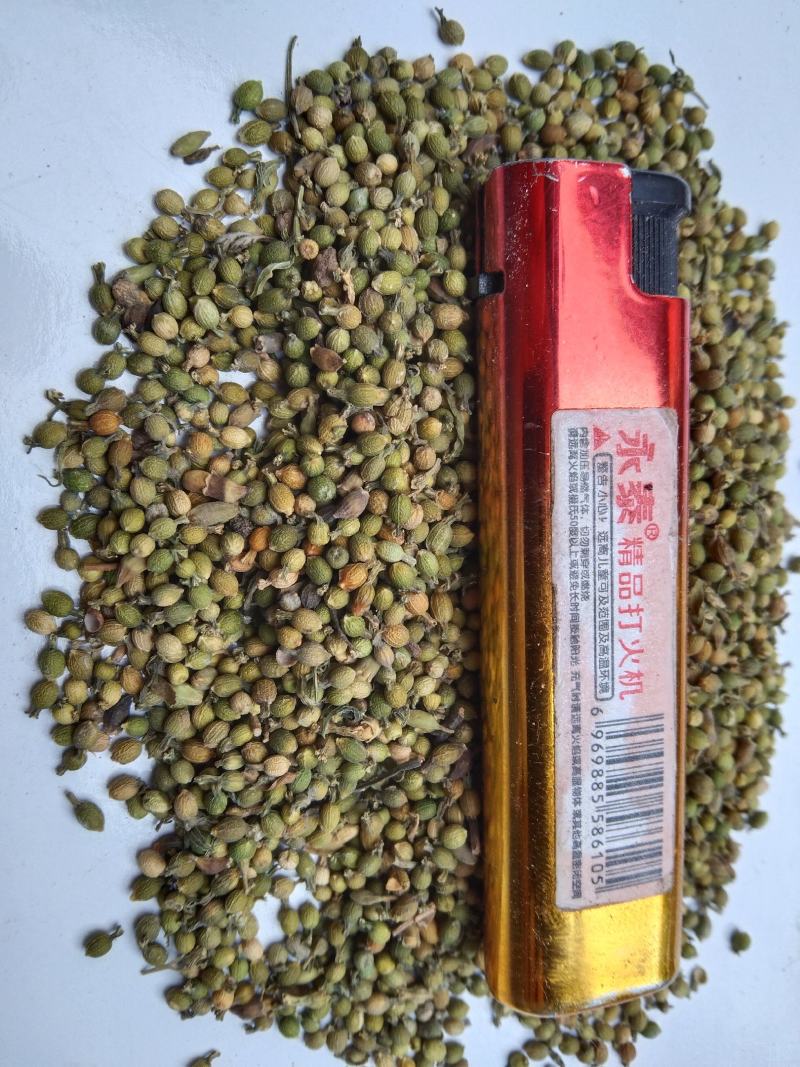 百蕊草种子大量现货，价格优惠欢迎各位老板前来选购