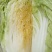 黄心大白菜，产地直发！无烧心，起胎，虫眼！