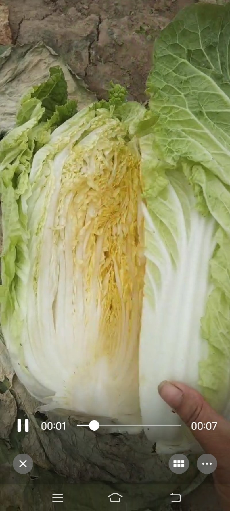 黄心大白菜，产地直发！无烧心，起胎，虫眼！