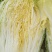 黄心大白菜，产地直发！无烧心，起胎，虫眼！