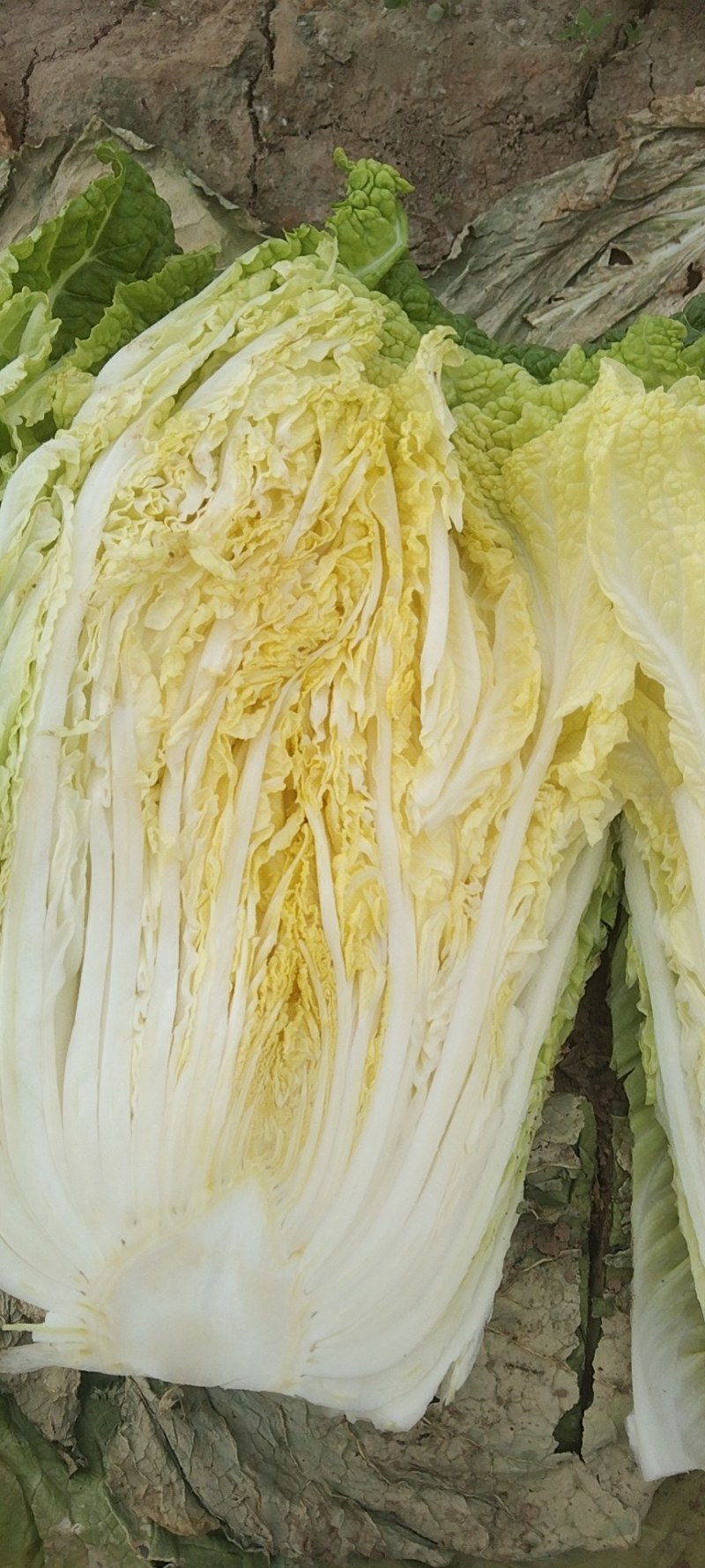 黄心大白菜，产地直发！无烧心，起胎，虫眼！