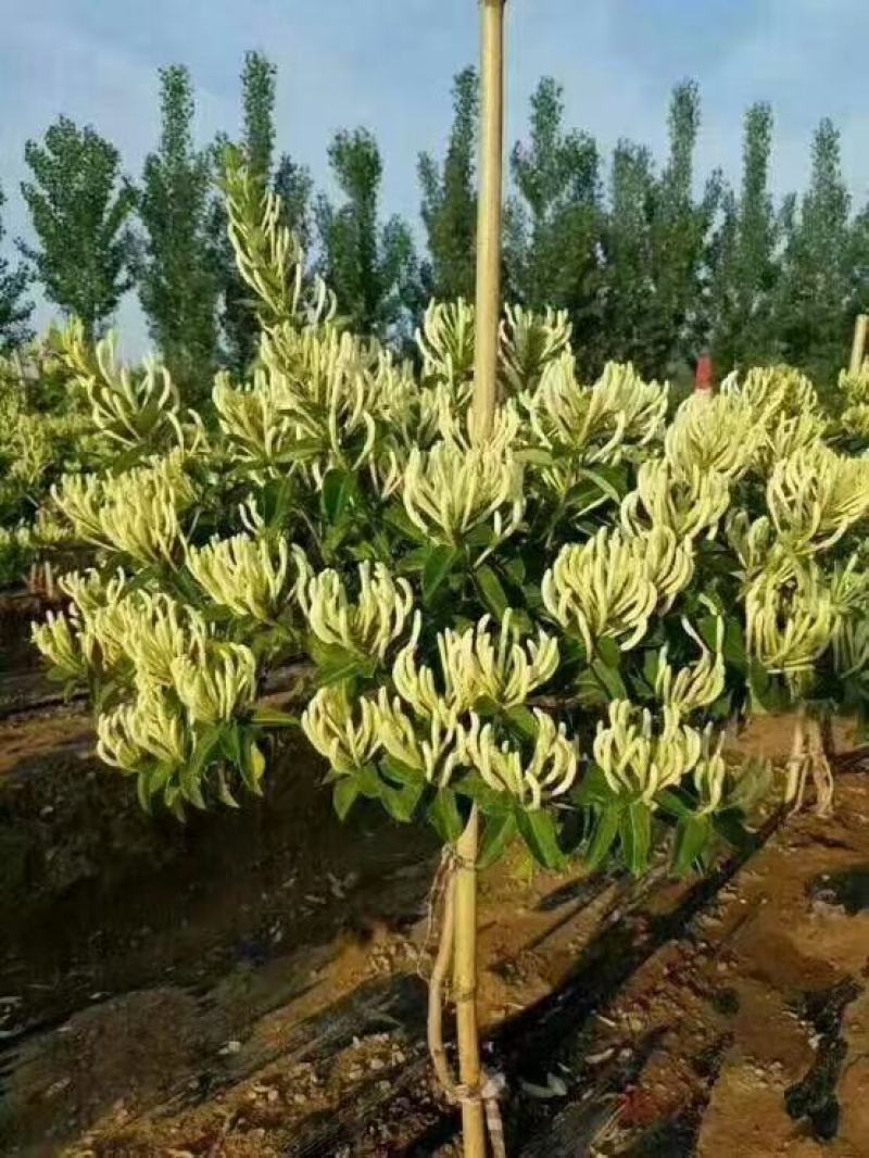 金银花苗.四季金银花苗，百花一号金银花苗.树型金银花苗.
