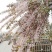 粉白雪柳袋苗耐寒-20°可用于园林工程绿化全国发
