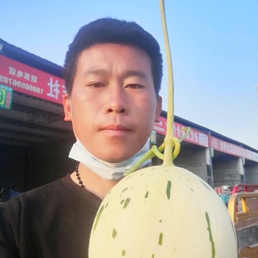 梦露流星，白莎蜜甜瓜，绿带，流星雨，糖度高，口感甘甜