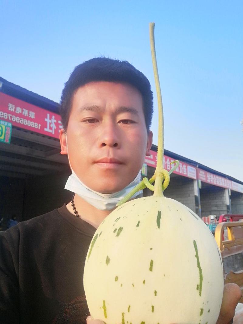 梦露流星，白莎蜜甜瓜，绿带，流星雨，糖度高，口感甘甜