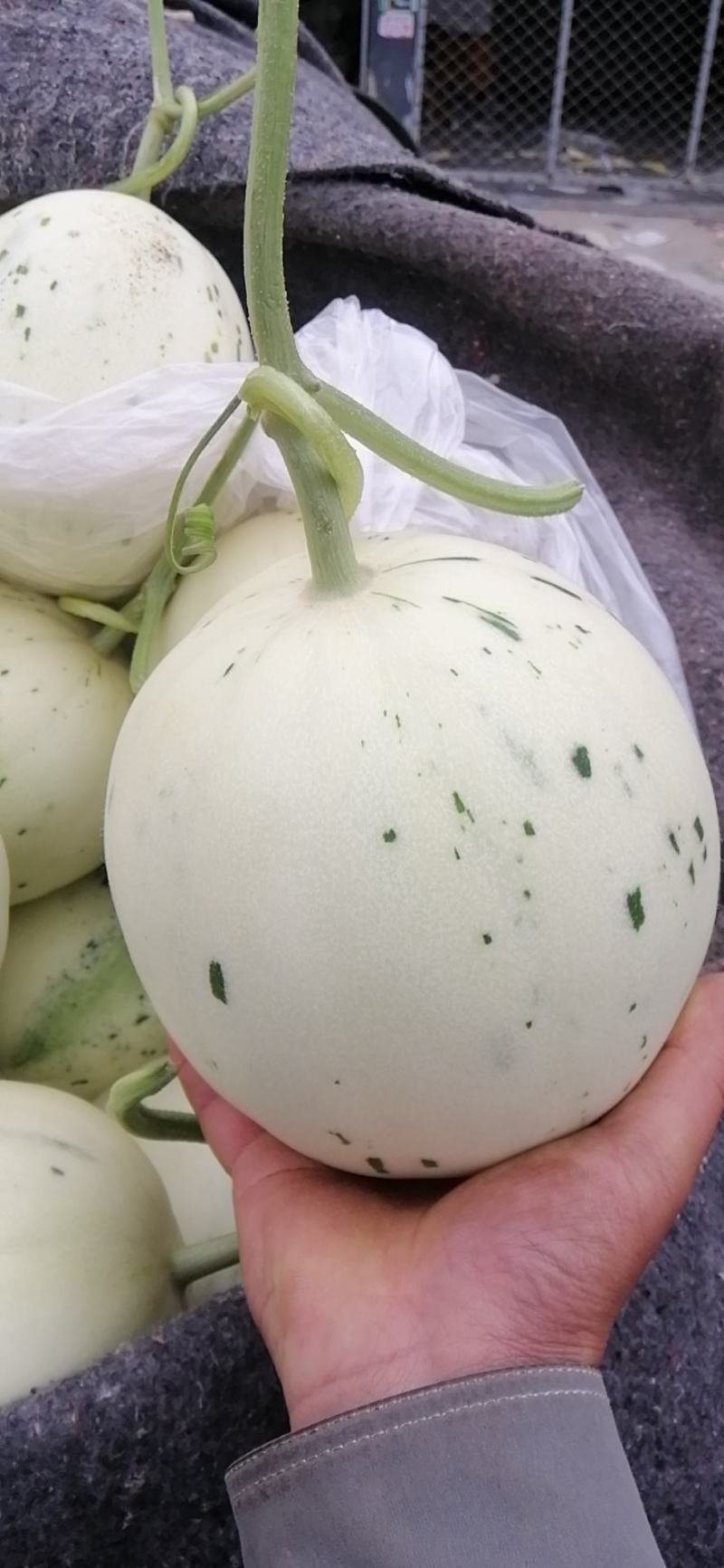 梦露流星，白莎蜜甜瓜，绿带，流星雨，糖度高，口感甘甜