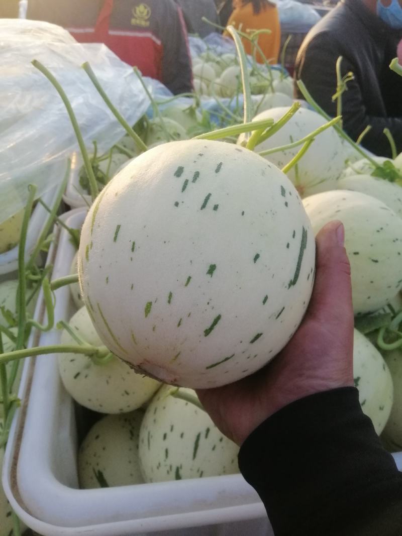 梦露流星，白莎蜜甜瓜，绿带，流星雨，糖度高，口感甘甜