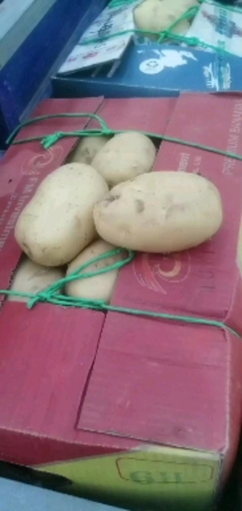 昌黎土豆大量上市三两以上四两以上各种规格