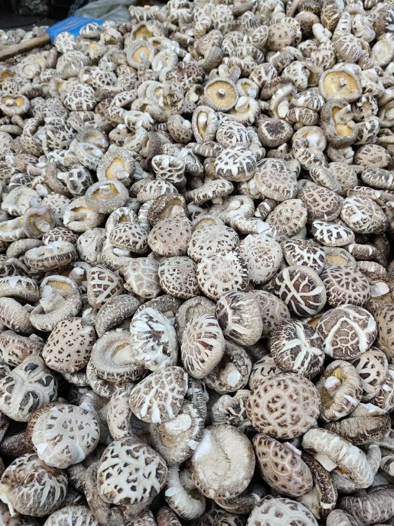 湖北花菇冬花菇、各种规格剪脚带脚大花菇