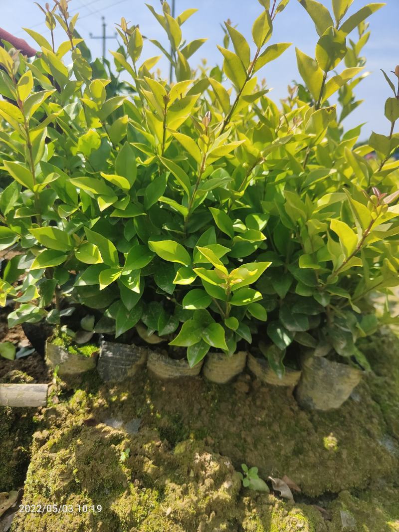金深女真小杯苗