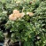 月季花苗特大花四季开花浓香室内盆栽庭院好养植物夏季花卉