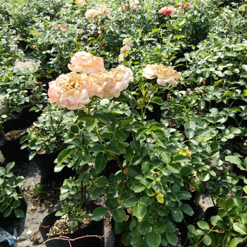 月季花苗特大花四季开花浓香室内盆栽庭院好养植物夏季花卉