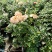 月季花苗特大花四季开花浓香室内盆栽庭院好养植物夏季花卉