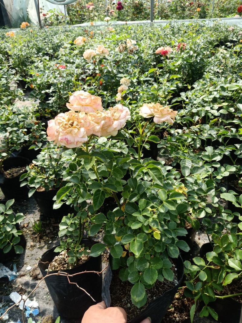 月季花苗特大花四季开花浓香室内盆栽庭院好养植物夏季花卉