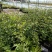 月季花苗特大花四季开花浓香室内盆栽庭院好养植物夏季花卉