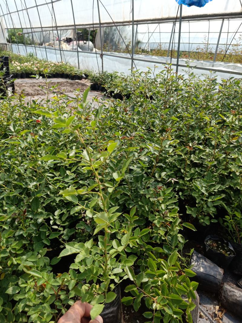 月季花苗特大花四季开花浓香室内盆栽庭院好养植物夏季花卉