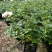 月季花苗特大花四季开花浓香室内盆栽庭院好养植物夏季花卉
