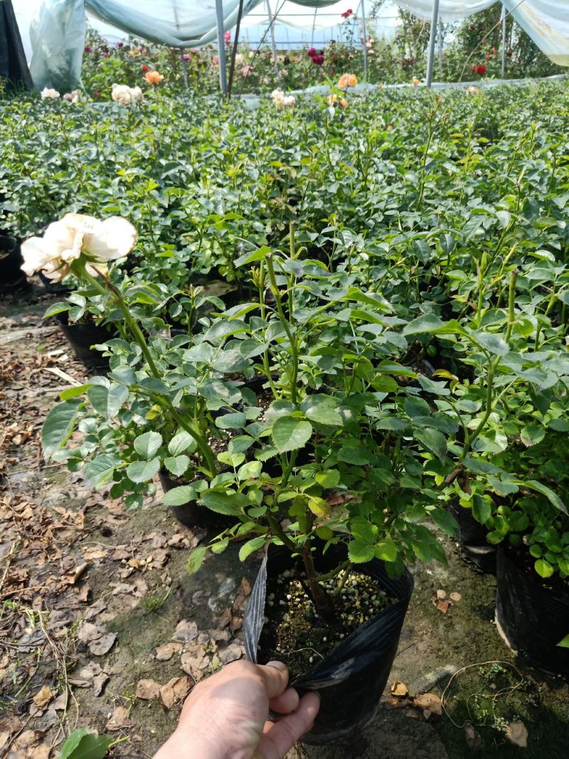 月季花苗特大花四季开花浓香室内盆栽庭院好养植物夏季花卉