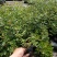 月季花苗特大花四季开花浓香室内盆栽庭院好养植物夏季花卉