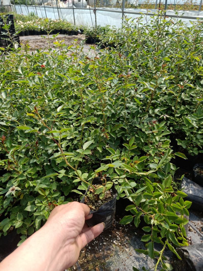 月季花苗特大花四季开花浓香室内盆栽庭院好养植物夏季花卉