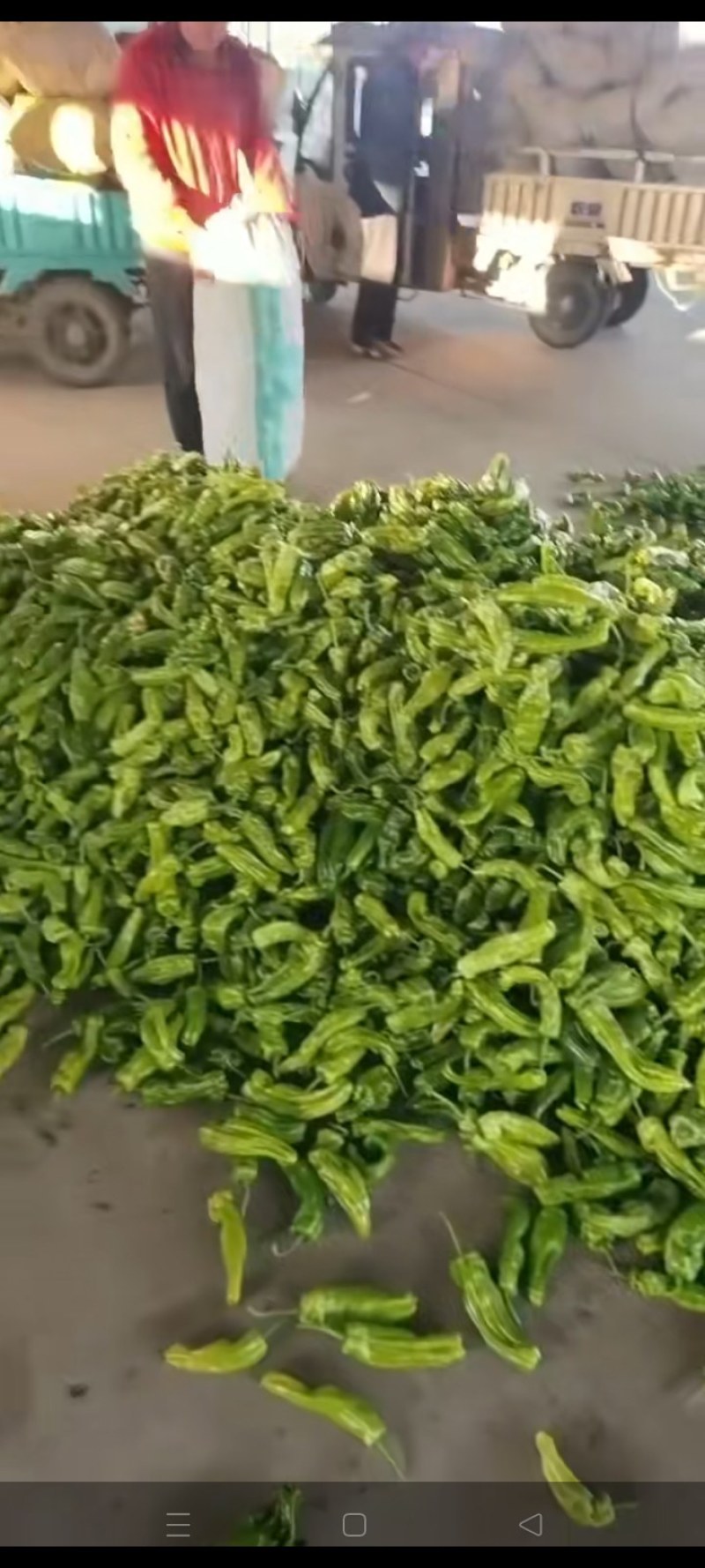辣椒大量有货