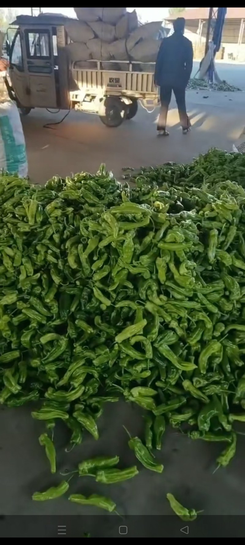 辣椒大量有货