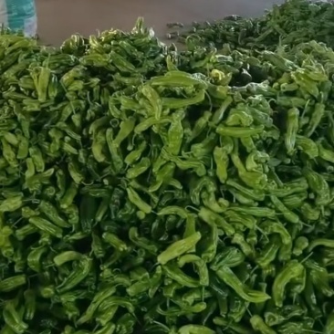 辣椒大量有货