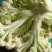 松花75菜花种子花球较松散抗逆性强耐热耐湿春秋均可种植雪