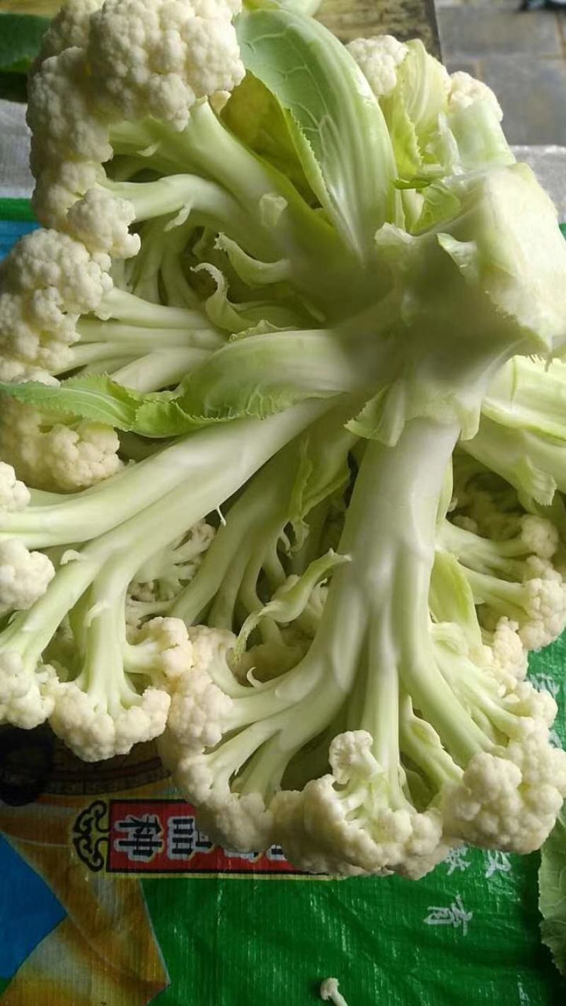 松花75菜花种子花球较松散抗逆性强耐热耐湿春秋均可种植雪