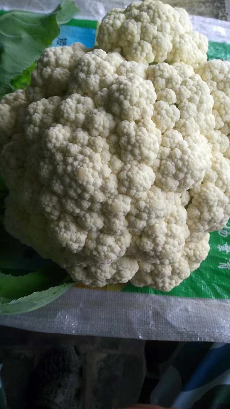 松花75菜花种子花球较松散抗逆性强耐热耐湿春秋均可种植雪