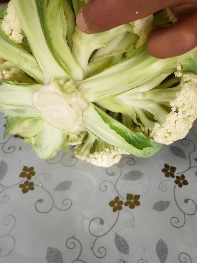 松花75菜花种子花球较松散抗逆性强耐热耐湿春秋均可种植雪