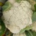 松花75菜花种子花球较松散抗逆性强耐热耐湿春秋均可种植雪
