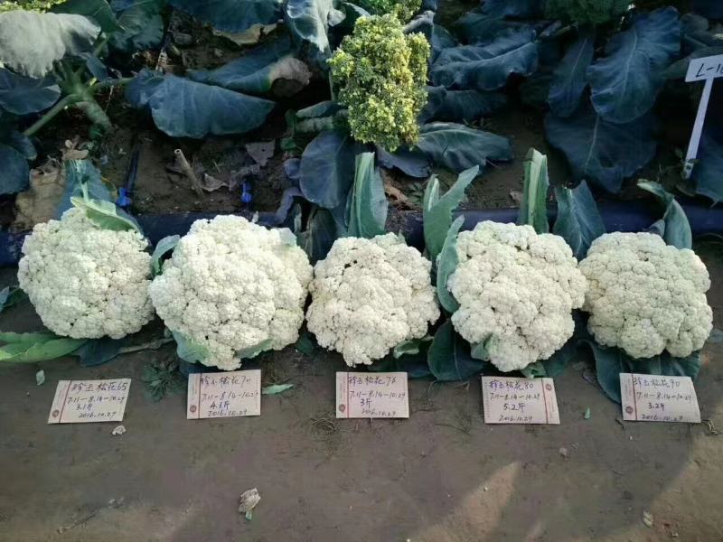 松花75菜花种子花球较松散抗逆性强耐热耐湿春秋均可种植雪