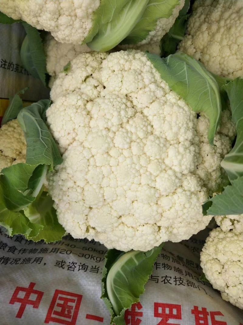 松花75菜花种子花球较松散抗逆性强耐热耐湿春秋均可种植雪